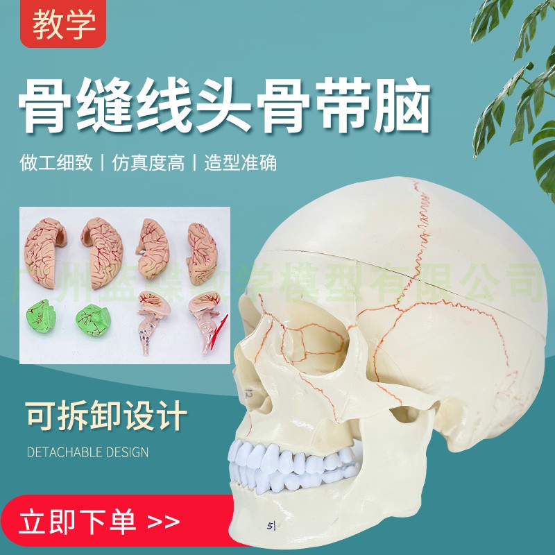 ♥❤骨縫線頭骨附腦模型 人體頭顱骨附腦標本 腦神經科 顱腦解剖模型