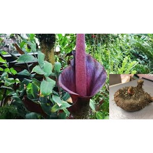 蒟蒻蒟蒻苗5吋盆高度15公分左右 Flin 蝦皮購物