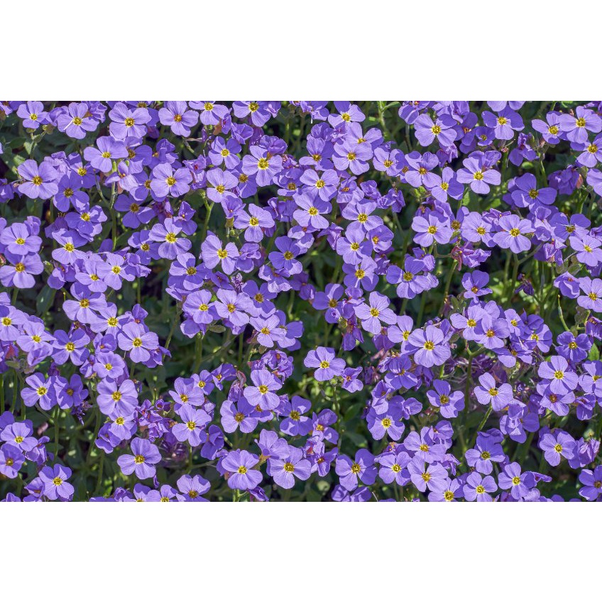 紫岩水芹Rockcress種子0.1g(約200顆)~優良地被植物，適合美化牆面或岩石花園造景