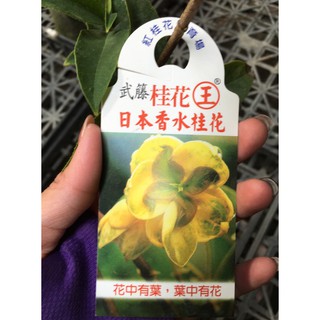 花囍園 季節花卉植物 紫蘭 花期長 春至秋季 蘭科 5吋高約 30cm 售1特價150 蝦皮購物