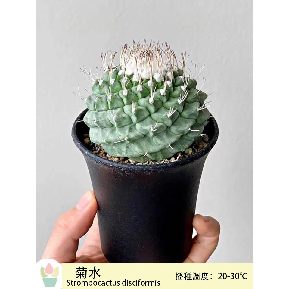 菊水 優惠推薦 21年7月 蝦皮購物台灣