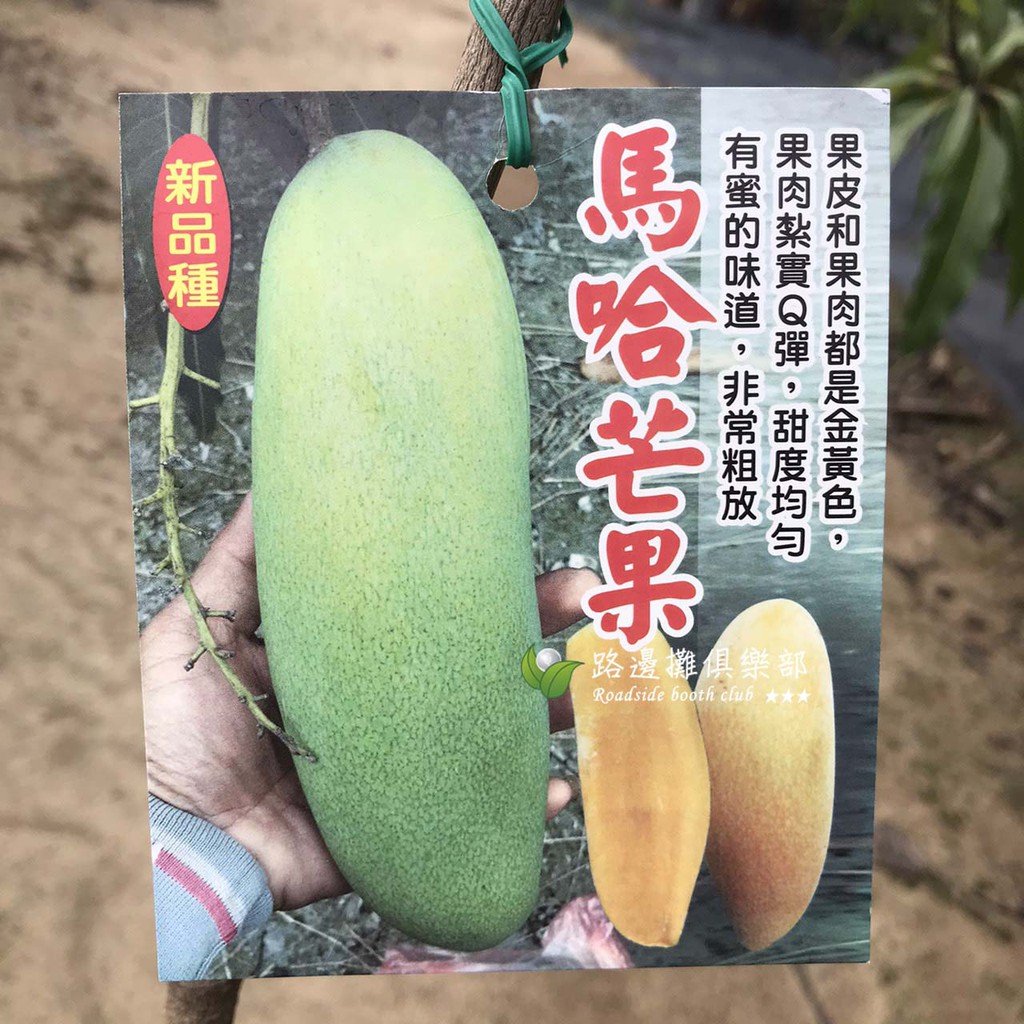 夏雪芒果苗 Ptt討論與高評價網拍商品 21年8月 飛比價格