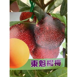 ★綠霖園藝★ 東魁楊梅靠接苗高度60公分水果樹苗/新興果樹/果苗/嫁接/植物/盆栽