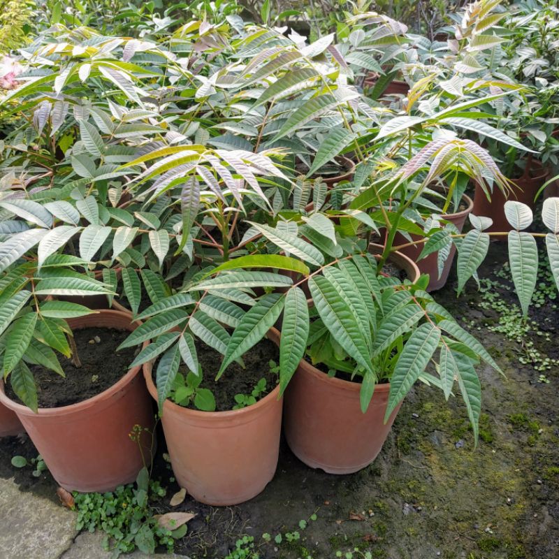 香椿盆栽 5 6吋盆 香料植物養生植物 蝦皮購物