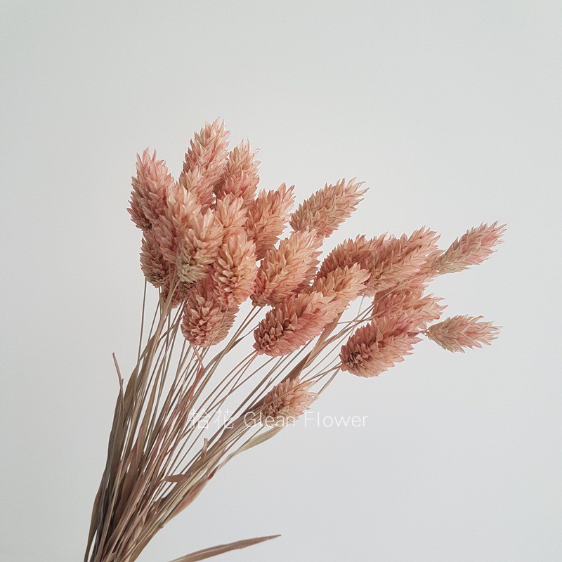 拾花 乾燥花素材加那利粉膚 蝦皮購物