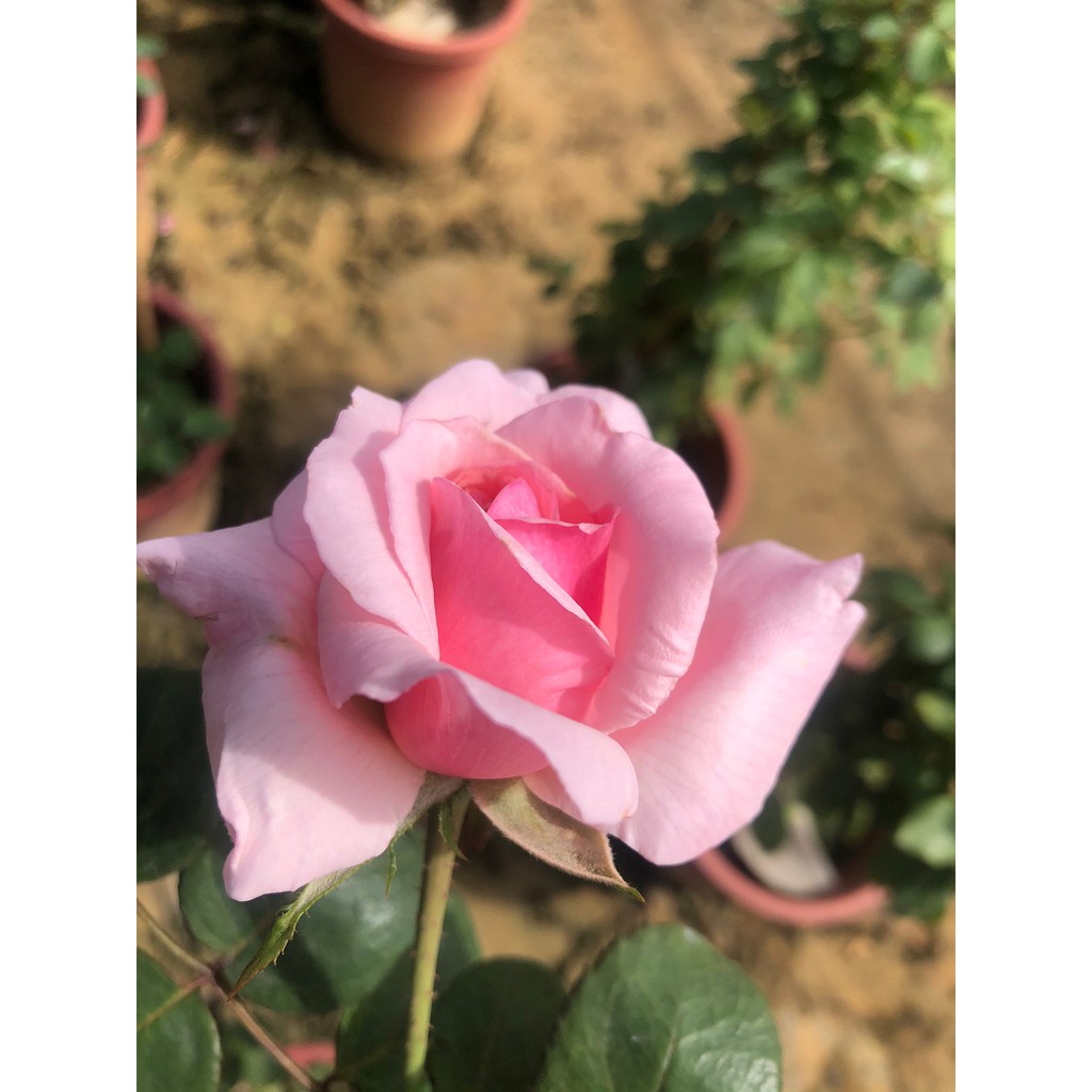 花田厝 玫瑰苗 羽衣 粉紅色7吋盆高 30公分 蝦皮購物