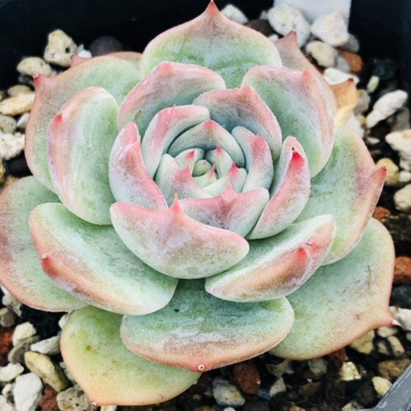 古珍娜 3吋盆穩根 韓國進口多肉植物 蝦皮購物