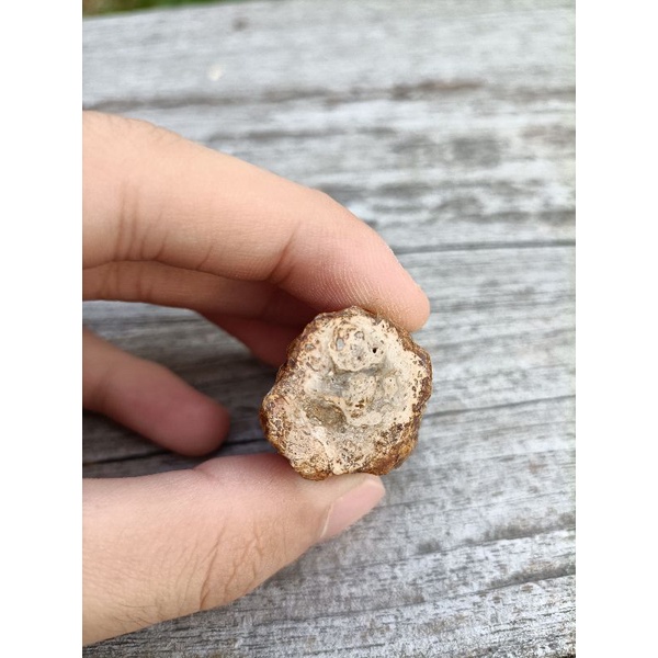 [程石] 馬達加斯加 南洋杉矽化木頭化石(19)