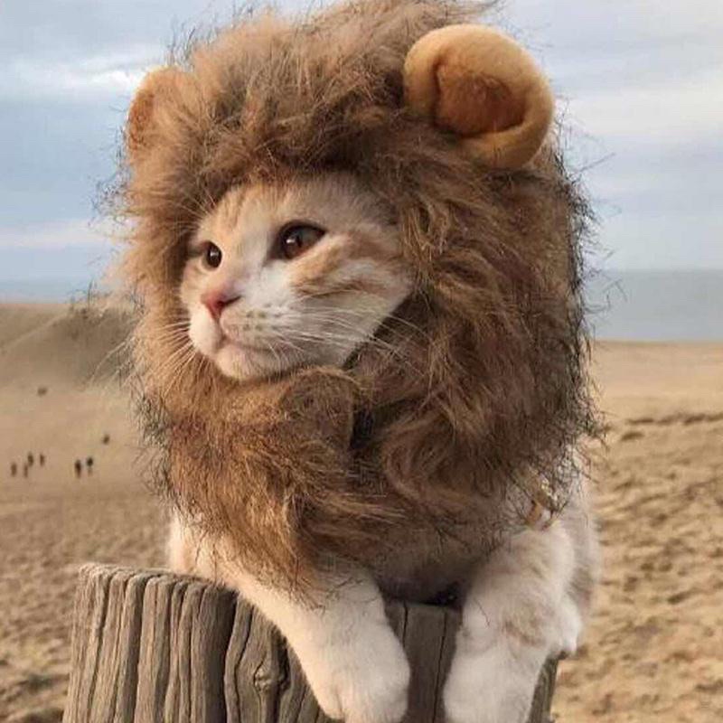 貓咪頭套獅子頭套網紅寵物頭套伊莉莎白圈
