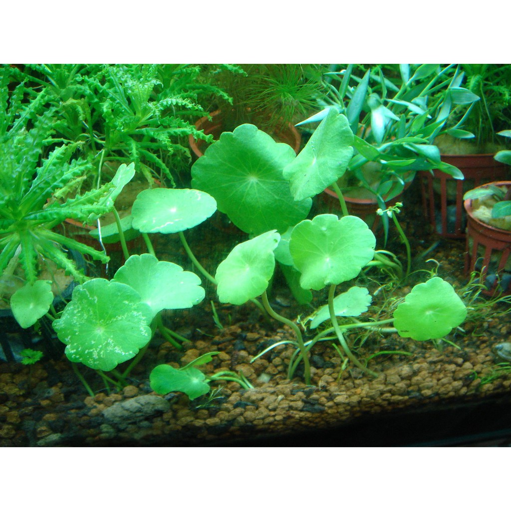 香菇水草的價格推薦 21年6月 比價比個夠biggo