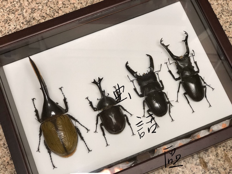 虫話區甲蟲生態館 木製昆蟲標本箱 蝦皮購物