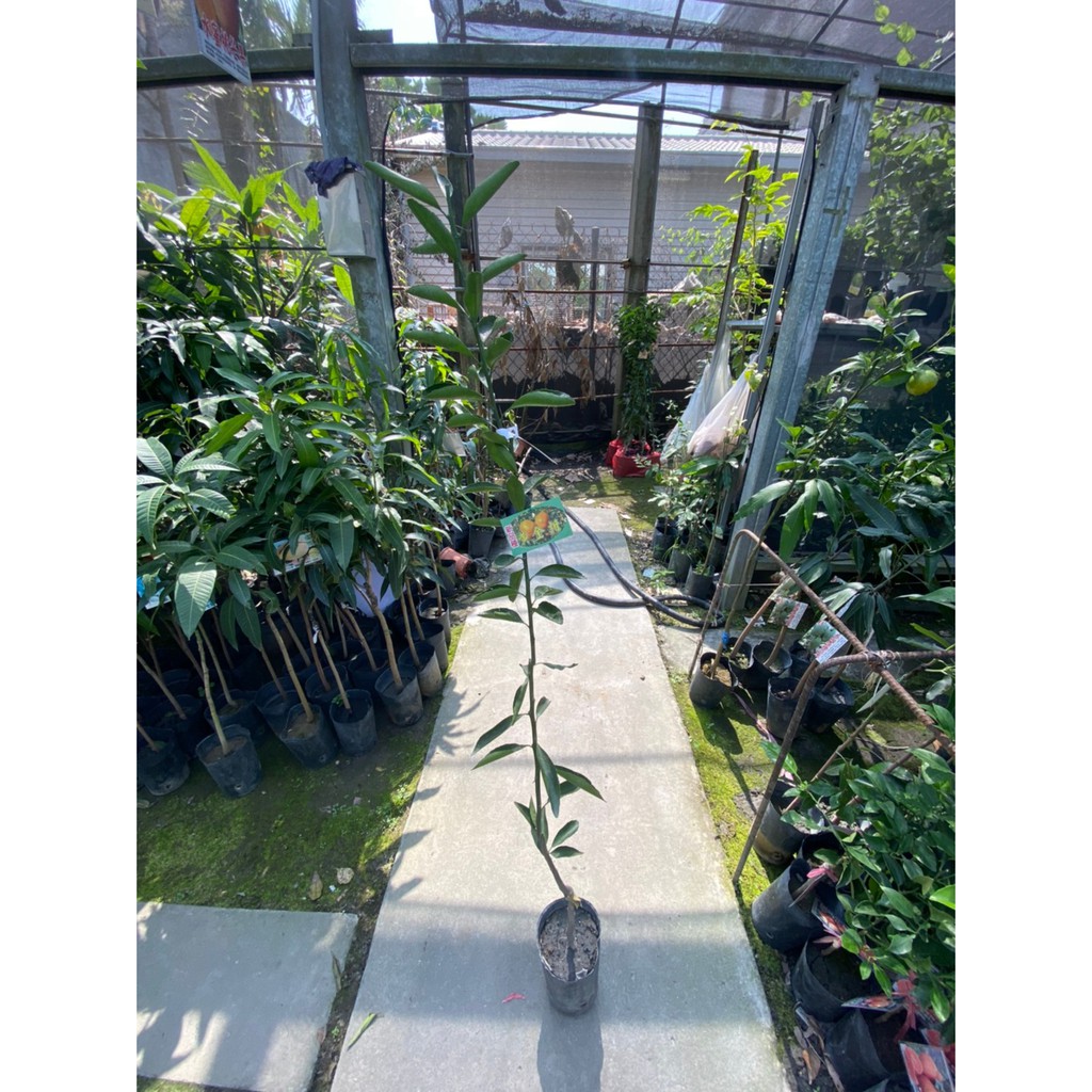 花果山 日本黃金柑 非蜜柑 4 5吋盆嫁接 蝦皮購物