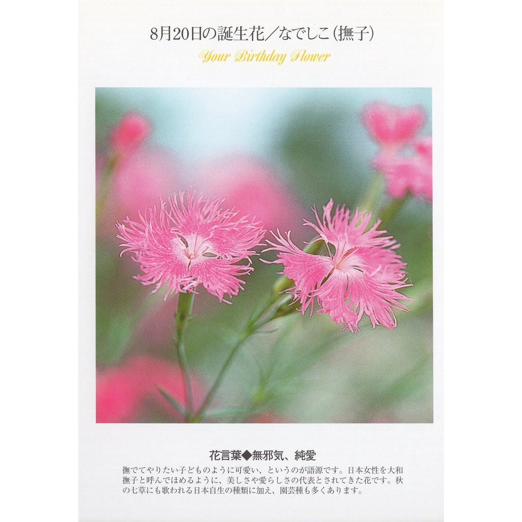 33明信片本舖 日本進口明信片8月生日花誕生花明信片 單張入 蝦皮購物