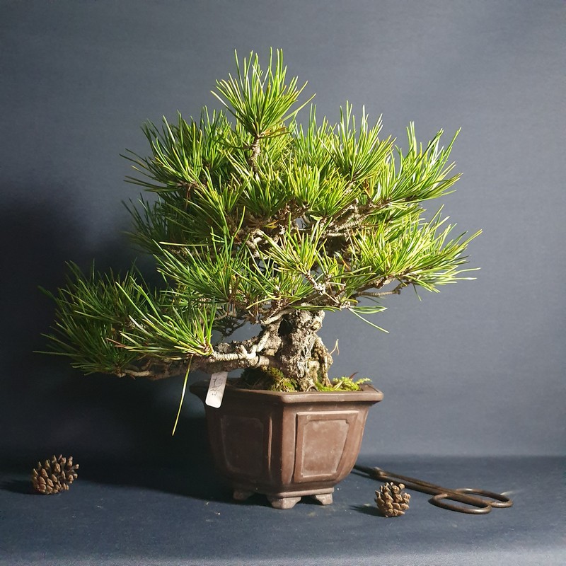 中品盆栽 六角盆型 半懸崖黑松13cm 松菓先生 蝦皮購物