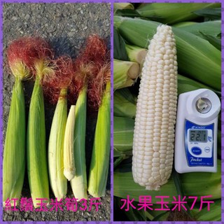 玉米筍3斤＋白龍王水果玉米7斤 特價535元免運費