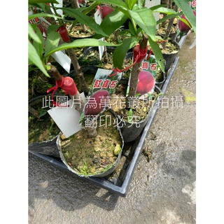 ☆萬花叢★水果苗★【紅寶石水蜜桃(嫁接苗)】★4吋黑軟盆★高約20-50cm☆