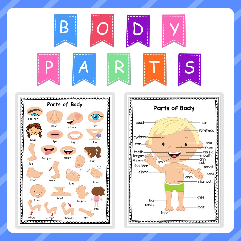 2張body Parts 身體部位a4海報大卡幼兒英語啟蒙人體結構認知學習幼稚園國小教具 蝦皮購物
