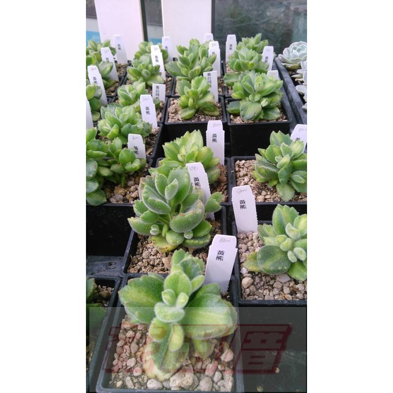 多肉植物 仙人掌 室內盆栽 黃熊 3吋盆 紓壓療癒可送禮與辦公室佈置 花田厝 蝦皮購物