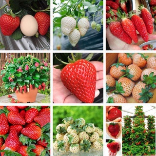 【落地生根】超多款 四季種植草莓種子 奶油草莓 四季草莓 種子 發芽率高達90%