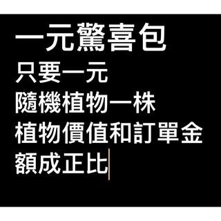 《加購》一元驚喜包 隨機植物一株