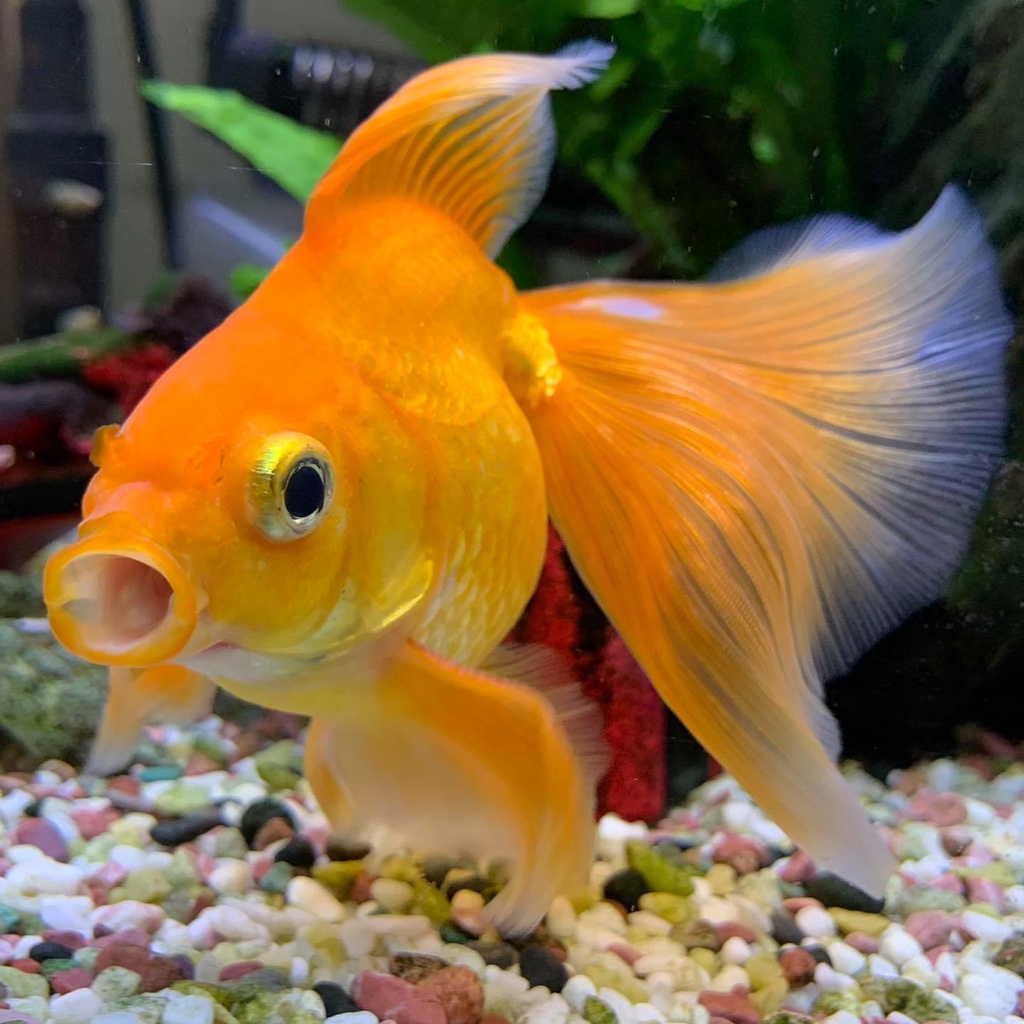 良品優惠 Hikari 高夠力金魚主食飼料baby顆粒300g 快速成長健康主食 蝦皮購物
