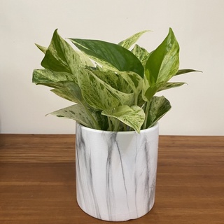 Fanfan S World 翻翻玩木頭 手工裁切實木 線上商店 蝦皮購物