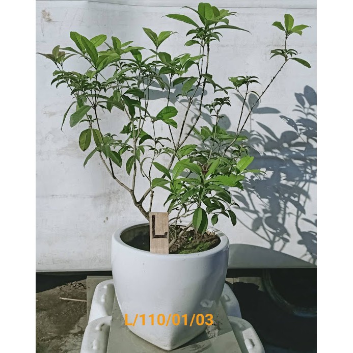 桂花樹 強招貴人 提升貴氣 四季開花 四季專用桂花樹 盆栽式 樹型美 照顧栽種容易l 蝦皮購物