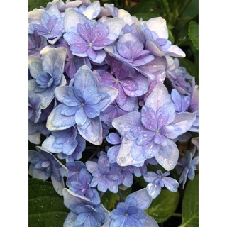 紫陽花 優惠推薦 22年7月 蝦皮購物台灣