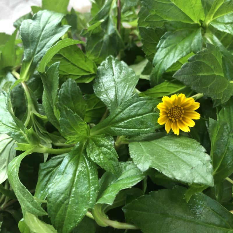 快快農場☀️蟛蜞菊 100克（黃花蜜菜）～陸龜 兔子最愛野菜，青草茶原料