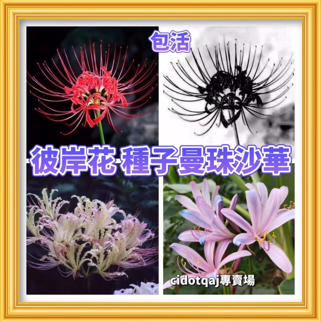 【💕台灣💋-桃園專賣園】百分之99發芽率 彼岸花種子曼珠沙華 曼珠陀羅 種子種籽 批發價 超高發芽率 新店促銷 限時特價