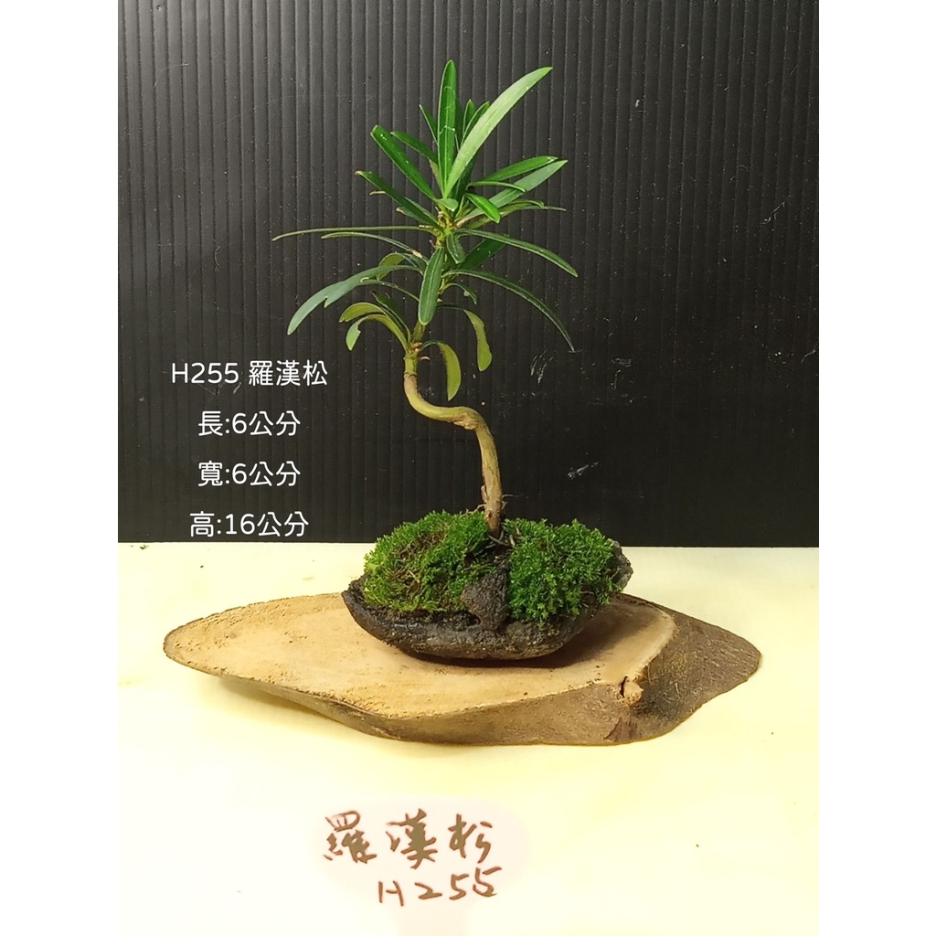 逸林   H255  羅漢松  觀賞用  小品盆栽