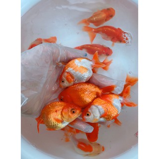 金魚蘭壽7cm 全紅壽紅白壽茶金壽 蝦皮購物
