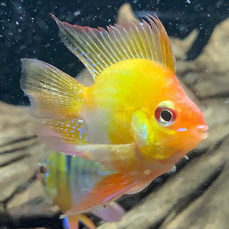 魚喵水族 現貨 黃金圓球鳳凰 好評熱銷 活餌飼料 蝦皮購物