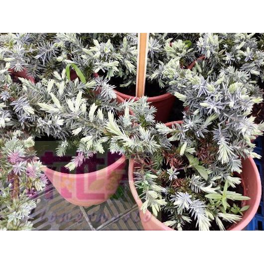 (缺貨中)花花世界-常綠喬木**白鵬杜松**-八房杜松/6吋盆/高20-40cm/特別的樹種/MA
