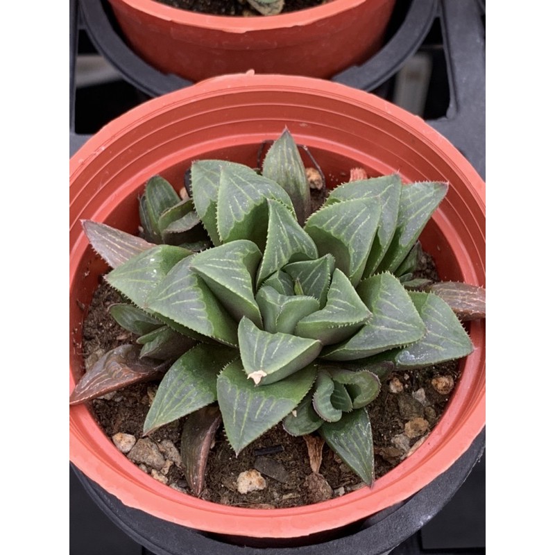 春庭樂 3吋 有根 脱盆寄出 多肉植物 蝦皮購物