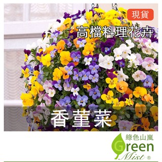 香菫菜 優惠推薦 22年9月 蝦皮購物台灣