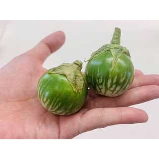 泰國圓茄種子 高產量 易種植 少蟲害 20顆