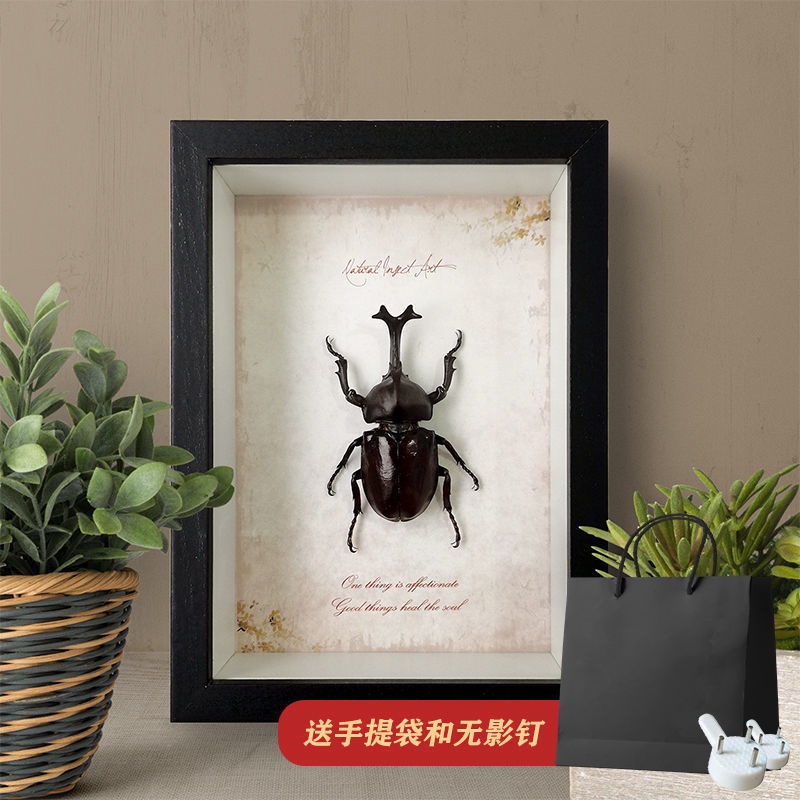 昆蟲標本甲蟲的價格推薦 22年3月 比價比個夠biggo