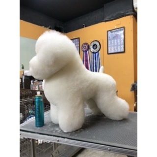 [寵物美容］瑞寵新版迷你比熊模型狗。教學練習用。模擬毛 比熊假毛。迷你版。 多件優惠中。