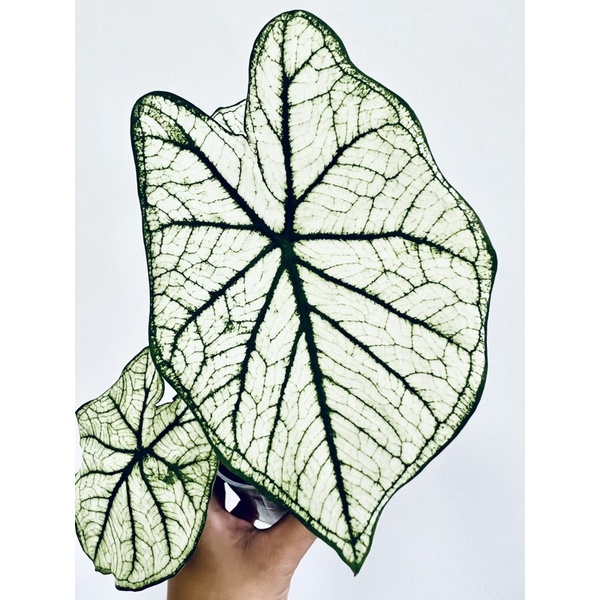 白色聖誕 彩葉芋 Caladium 雨林 觀葉 斑葉 網紅 IG 室內 植物 小李植栽