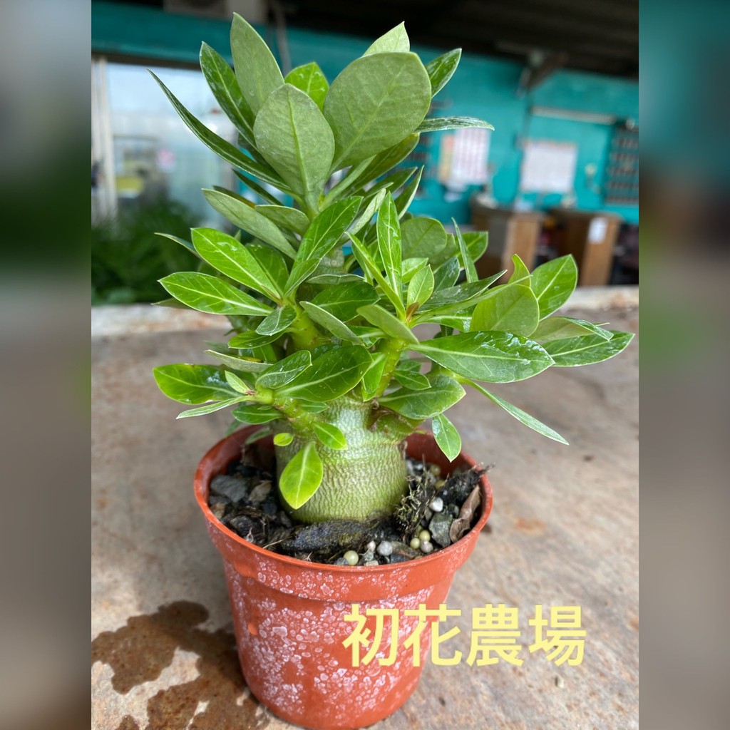 初花農場|阿拉伯沙漠玫瑰|全日照植物|3吋盆|----定價240特價200