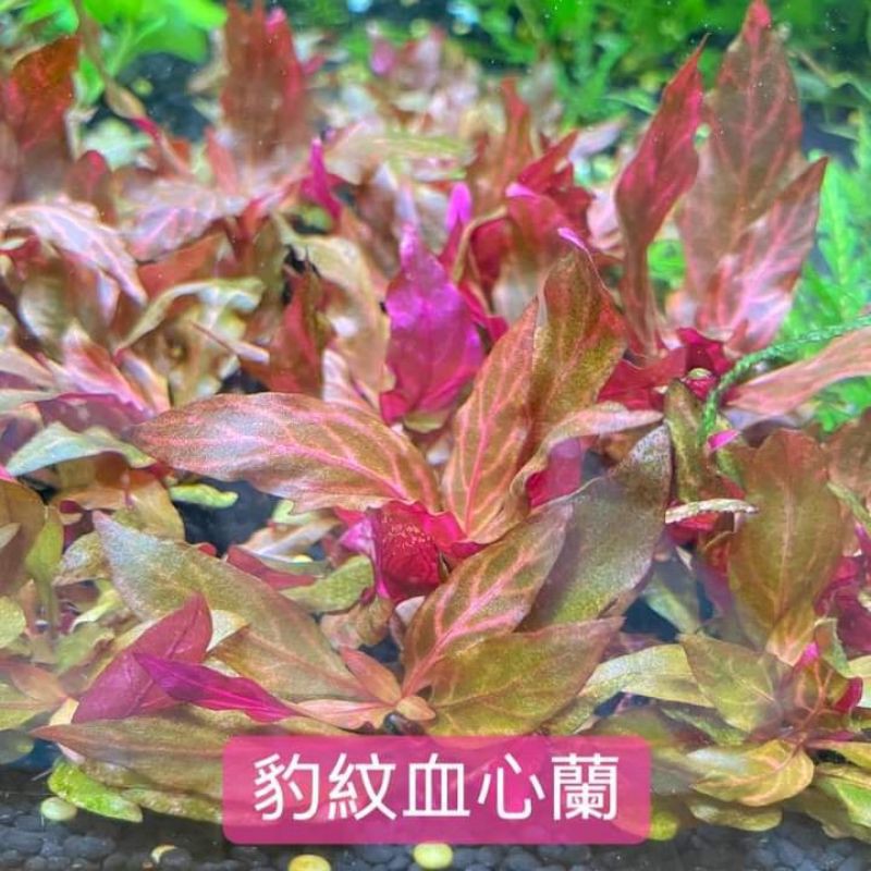 妤窩坊 豹紋血心蘭 玩具 蝦皮購物