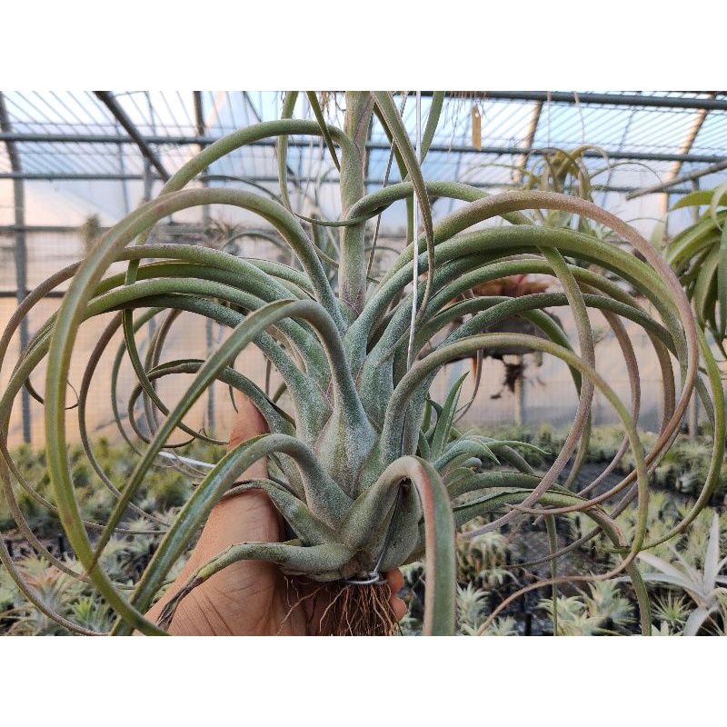 綠房子空氣鳳梨 女王頭交種 caput medusae hybrid