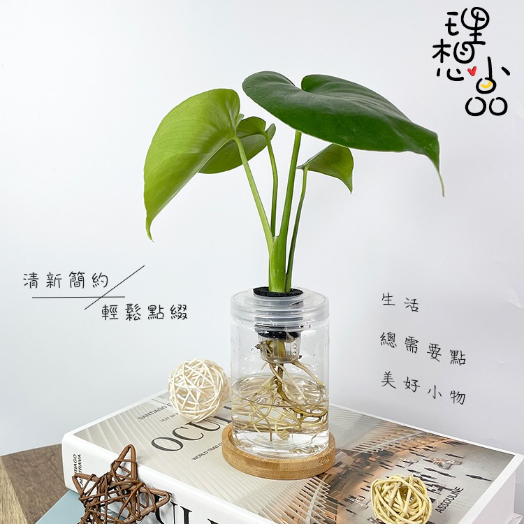 【理想小品】龜背竹【現貨】水耕盆栽 龜背芋 無土種植 簡單種 觀葉植物 室內植物 完全水培養 塑膠飾品 創意花盆 盆栽