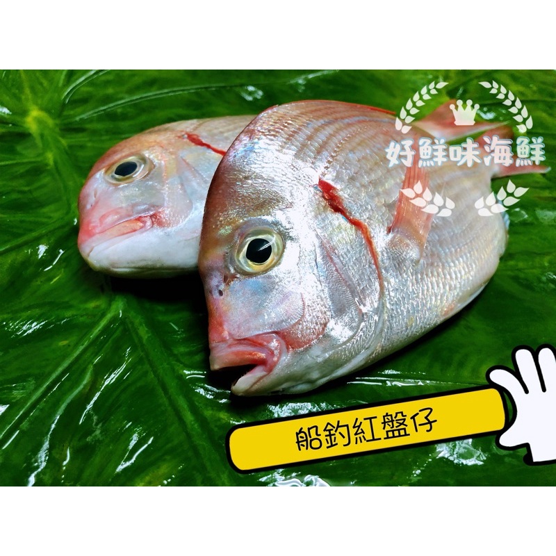 【好鮮味】基隆漁船現釣野生紅盤魚～簡單料理，乾煎美味