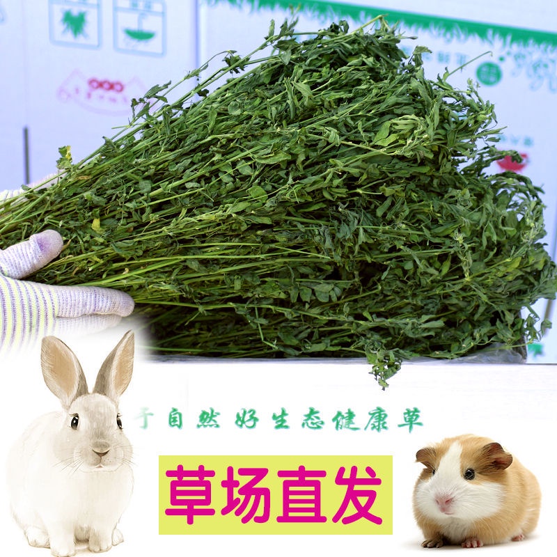 年中特惠 紫花苜蓿草干草飼料幼兔兔子草龍貓草荷蘭豬草草糧牧草兔糧苜宿草內陸天然健康生態草草場直郵