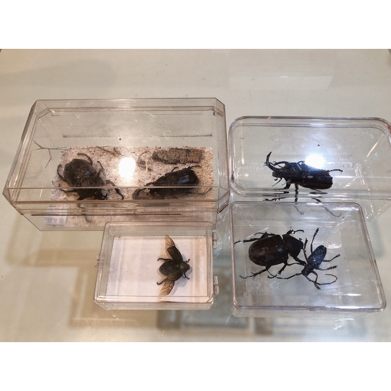 收藏品 昆蟲標本盒裝 獨角仙 金龜子展翅高飛 大自然生物 蝦皮購物