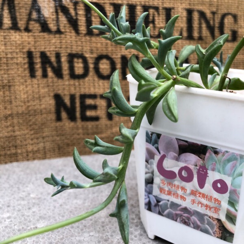 Lolo 三爪上弦月 海豚弦月 三叉戟佛珠3吋含盆多肉植物 蝦皮購物