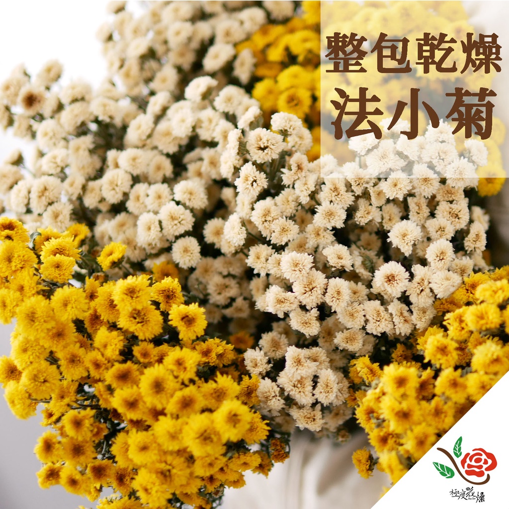 乾燥法小菊原裝包 極度花燥 法小菊麥桿菊花束整包捧花乾燥花永生花花材裝飾場景佈置鈕扣菊菊花 蝦皮購物