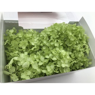 Truly 可刷卡 永生花 不凋花toka 東北花材小葉安娜貝爾 水無月拆盒繡球繡球花紫陽花 蝦皮購物